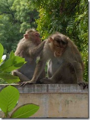 monkeys grooming each other