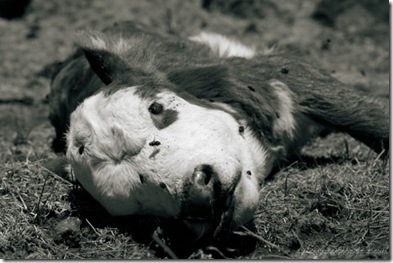 dead-calf
